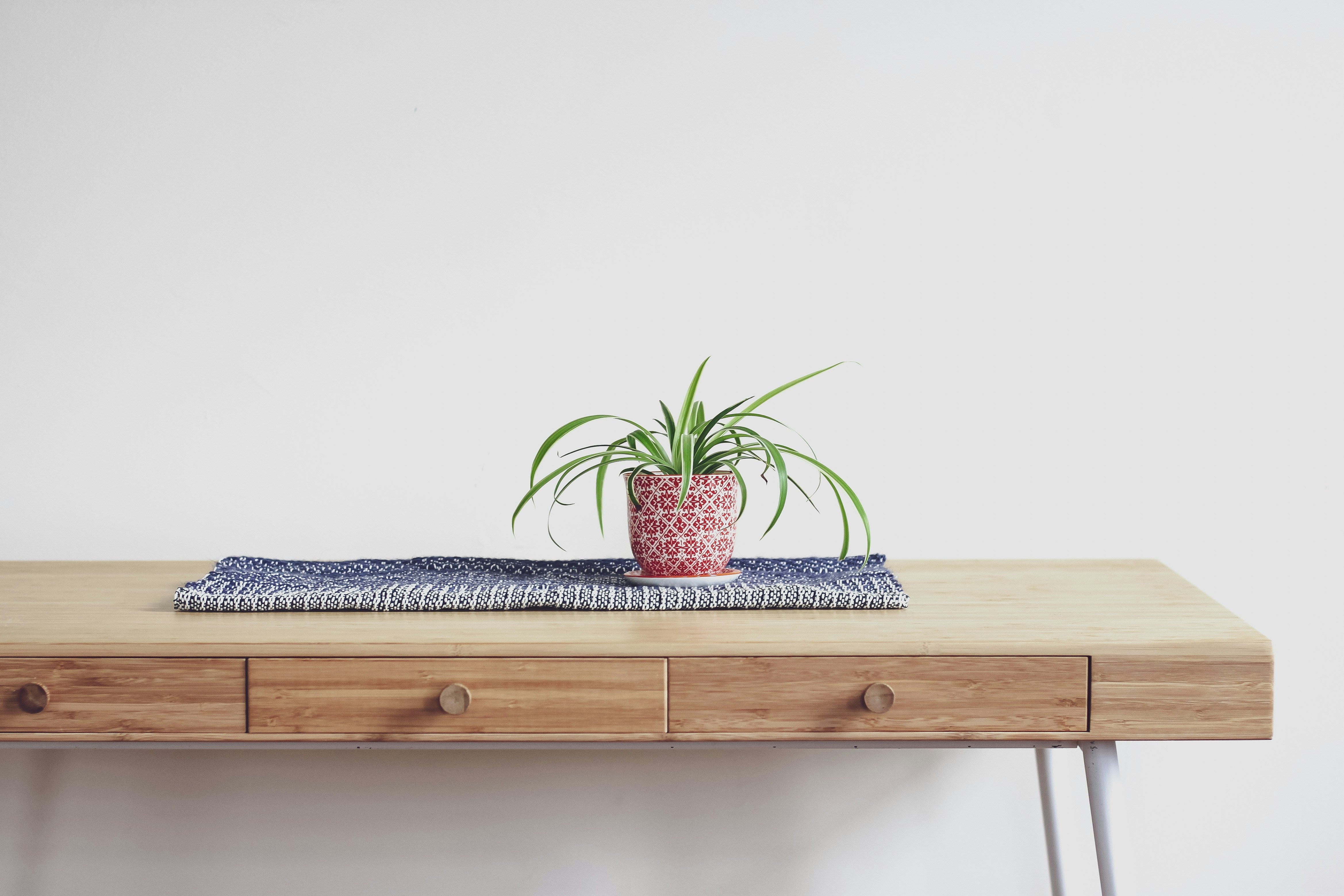Table with a plant