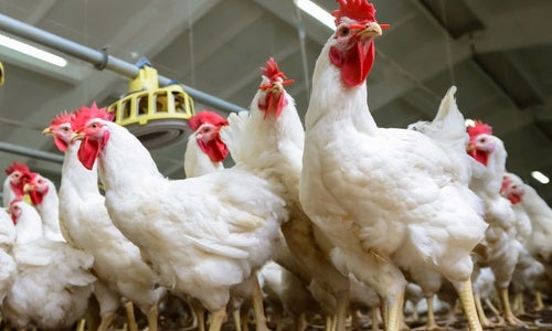 A bustling barn filled with a multitude of chickens, highlighting their diverse plumage and active behavior.