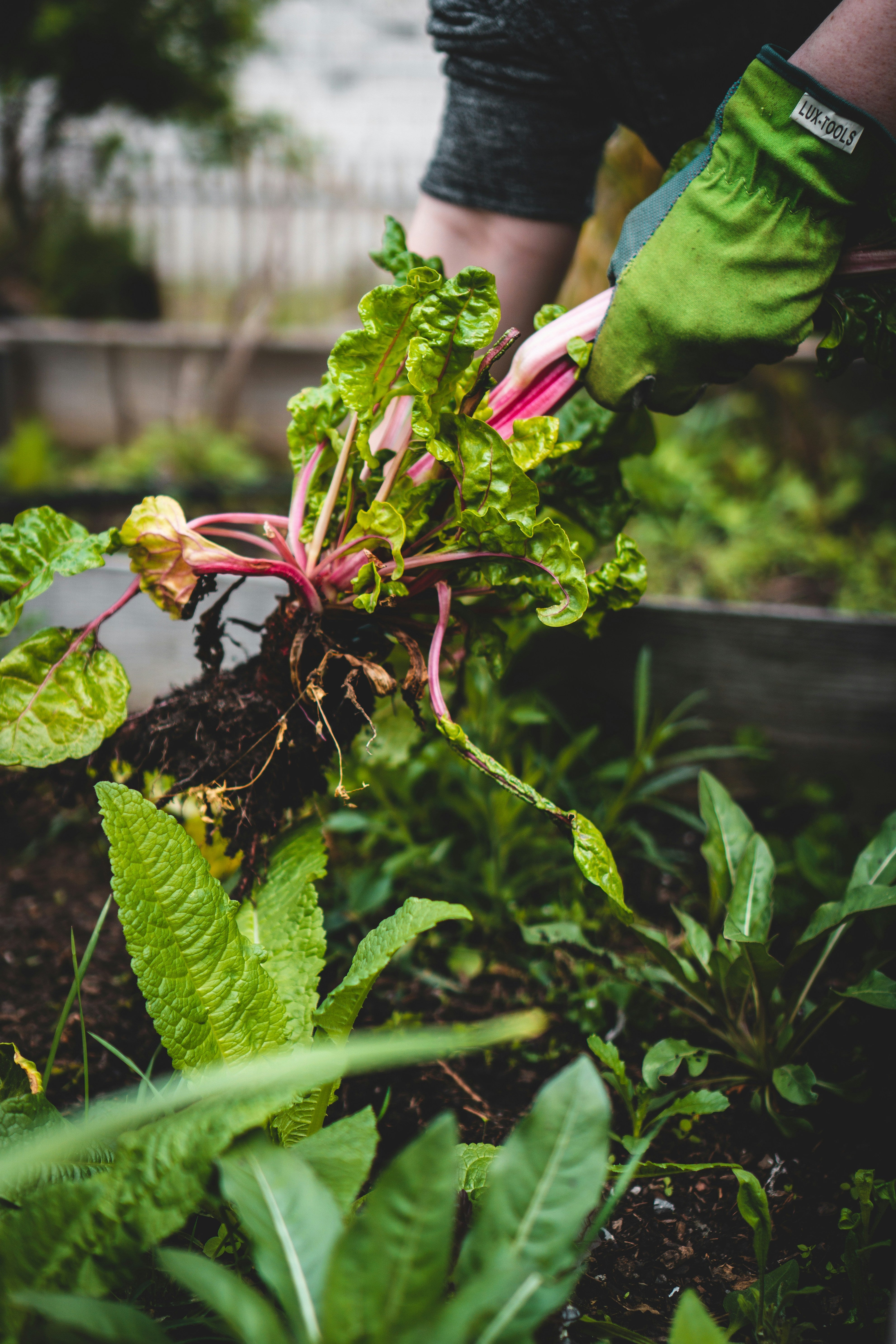 A person is seen selecting a plant in a flourishing garden, highlighting the connection between nature and nurturing.