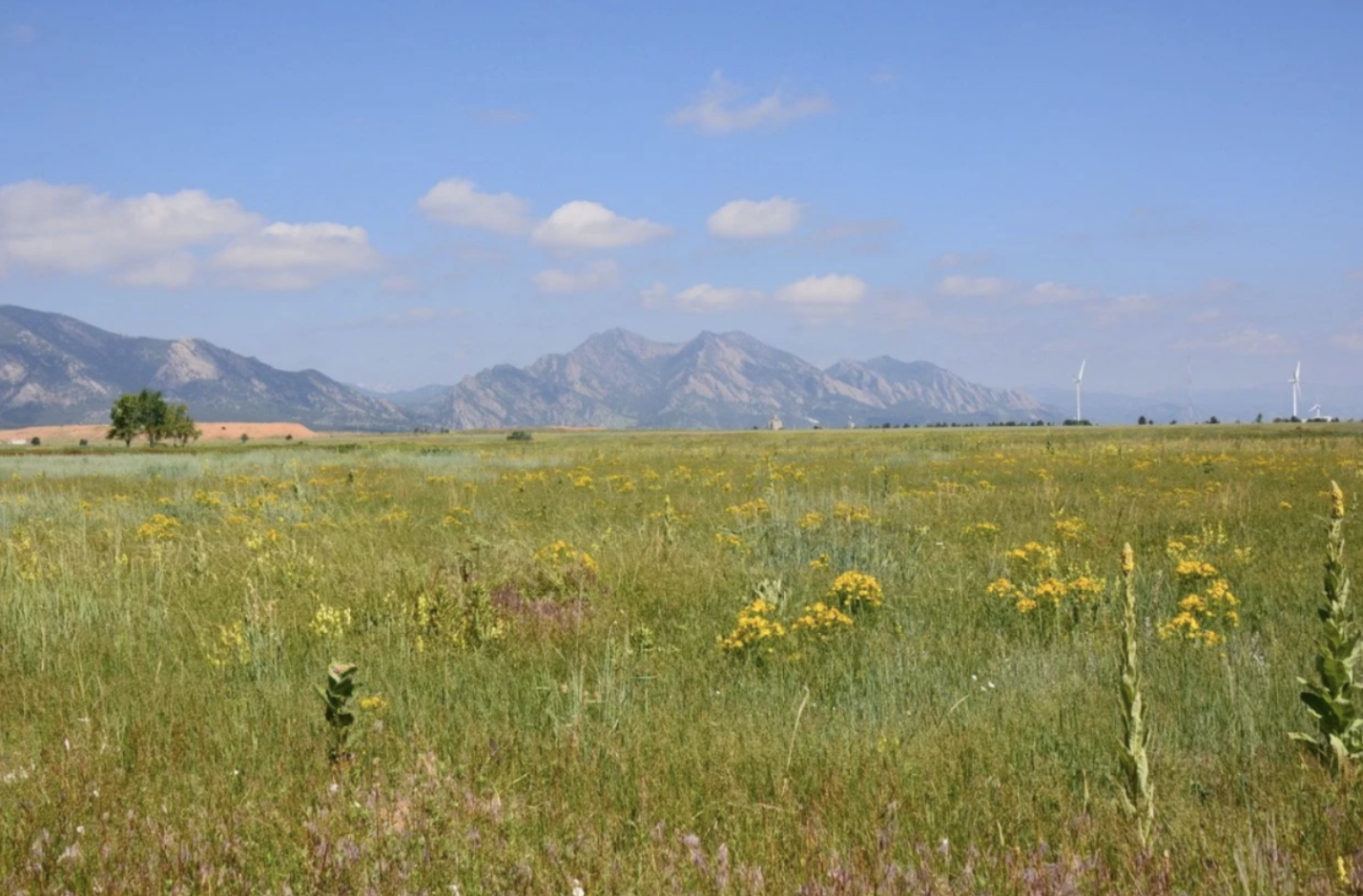 Photo from metrodna.org of a prairie-scape in Denver.
