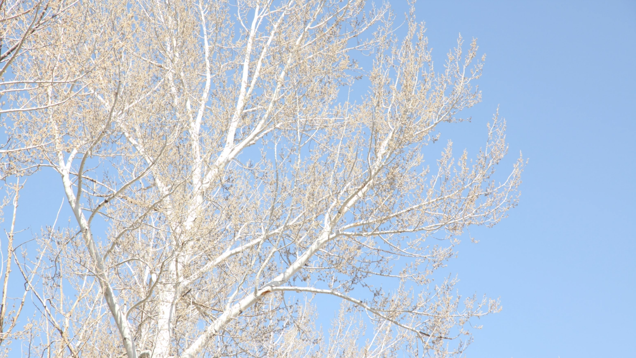 Bare tree in winter