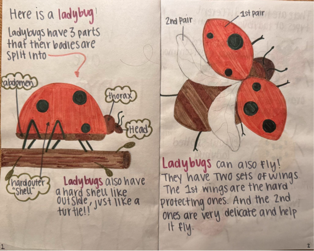 Hand drawn and written pages of a book with drawings of ladybugs labeling the body parts 