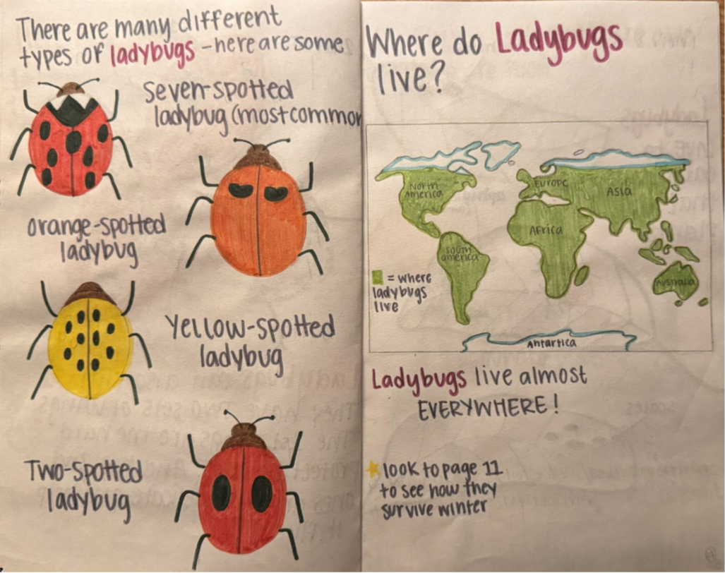 Hand drawn and written pages of a book, including a map of where ladybugs live and different types of ladybugs