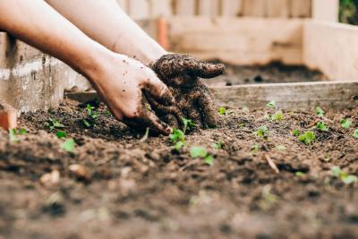 Hands picking up soil in a trough.