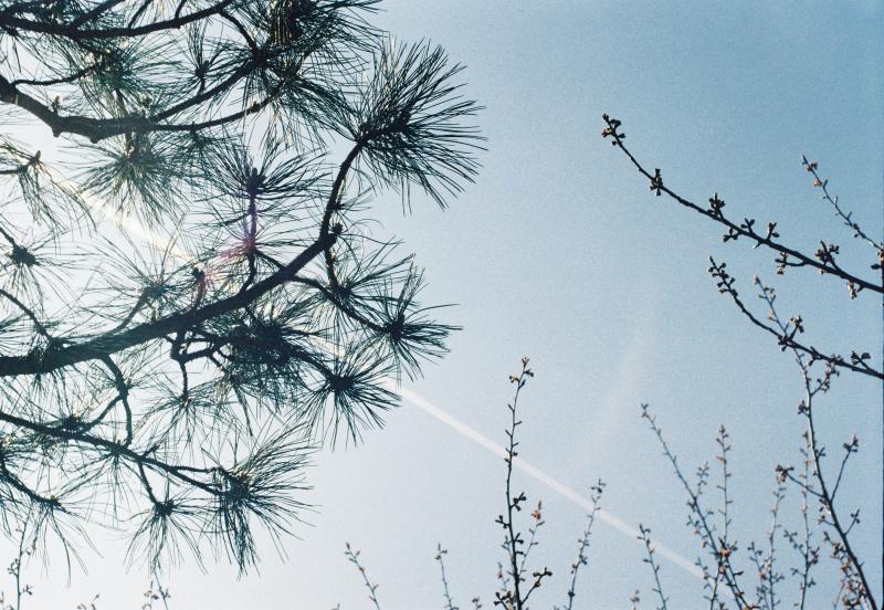 image of a pine tree silhouette against sky