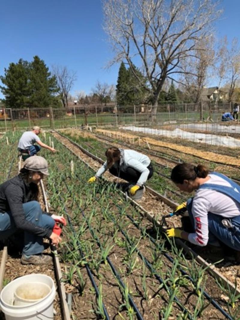 Four people tending to a garden bed