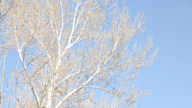 Bare tree in winter