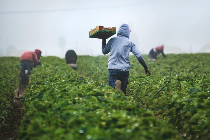 migrant workers in a field