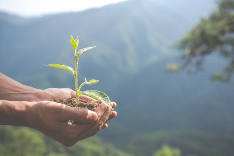 picture of someones hands holding a plant sprout