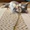 cat on carpet