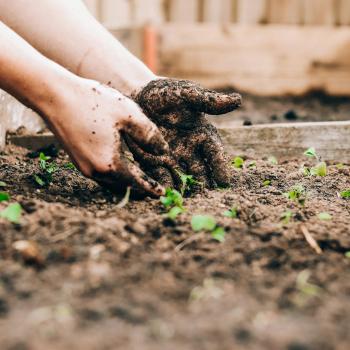 Hands planting small seedlings in soil